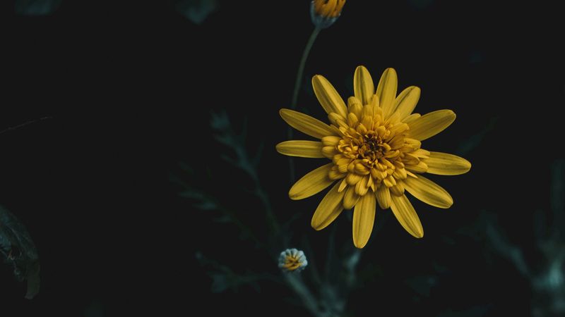 flower, yellow, macro, blur, 4k