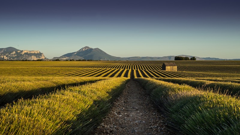 crops, building, mountains, nature, landscape, clear sky, road, field