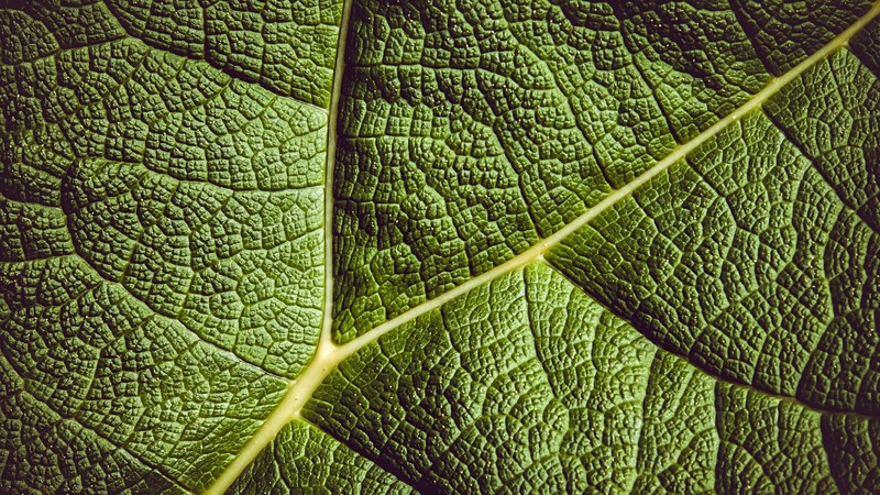 leaves, green, nature