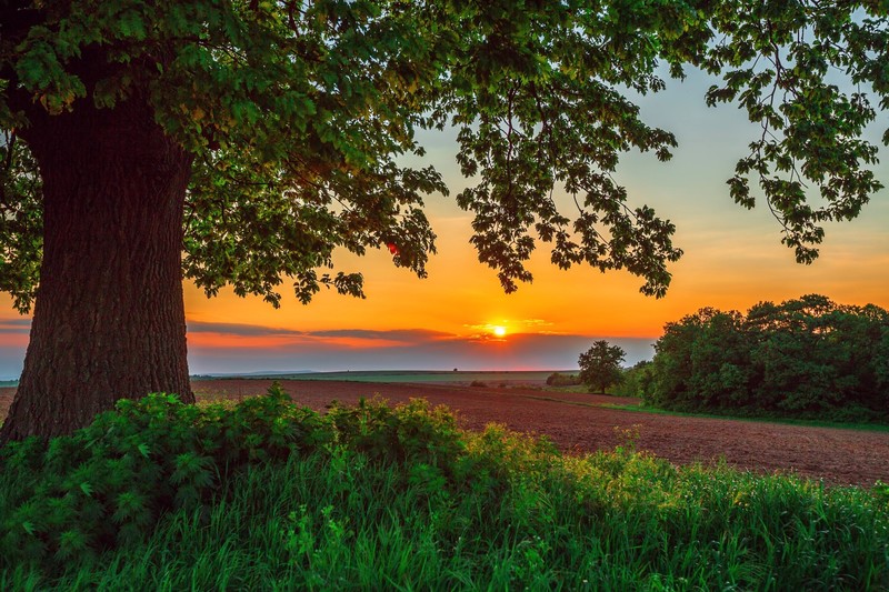 sunset, nature, road, plants, clouds, sky, Sun, landscape, trees