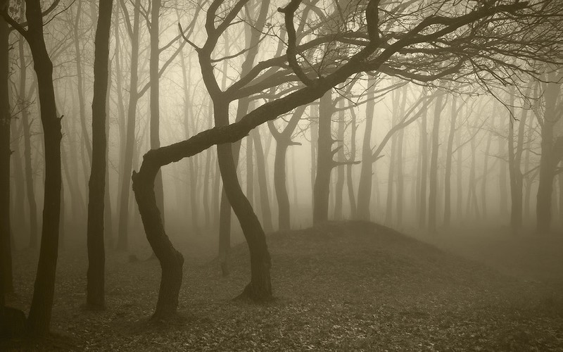 nature, forest, dead trees, mist, beige