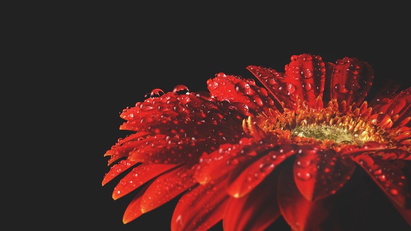 nature, flowers, red flowers, water drops, simple background