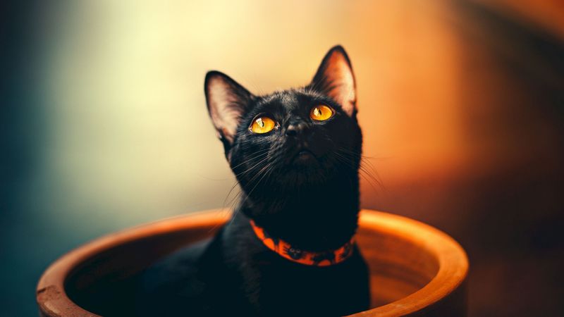 cat, black, sight, collar, 4k