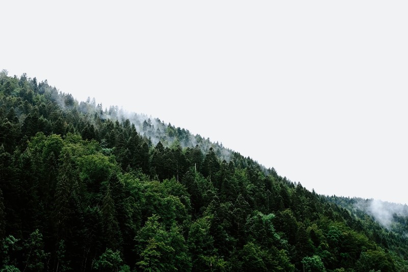 forest, trees, nature, hills, landscape, clouds
