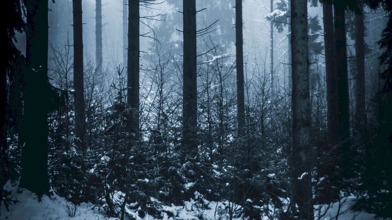 forest, winter, fog, trees, 4k