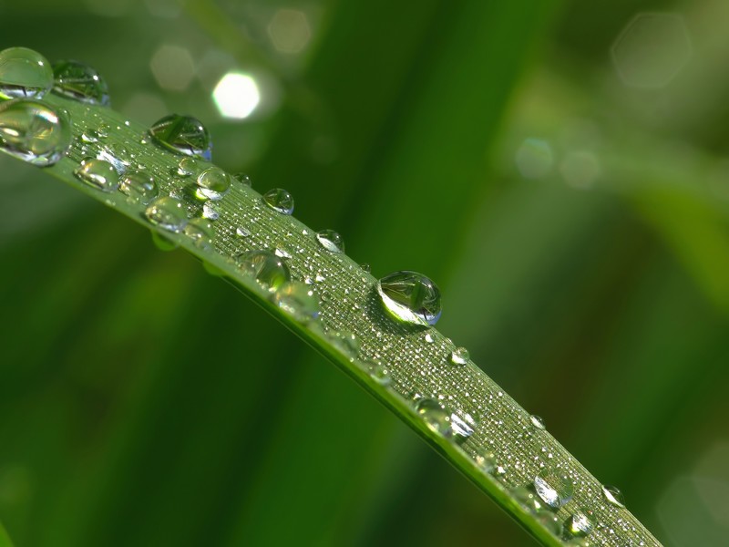 water drops, leaves, green, macro, nature, landscape
