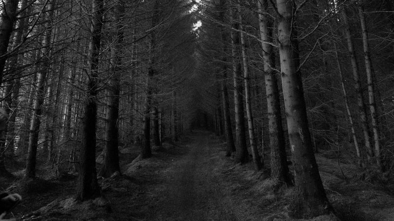 forest, trees, bw, path, autumn, gloomy, 4k