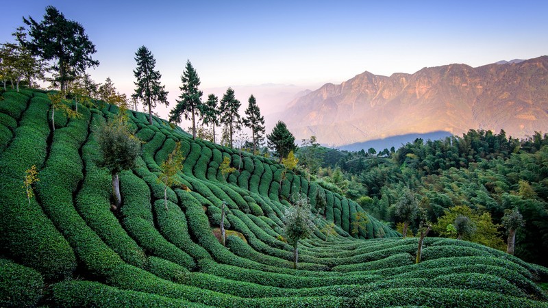 crops, plants, trees, forest, rocks, hills, nature, landscape, green, tea plant
