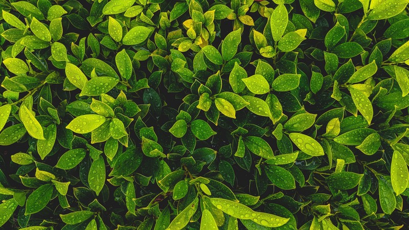 leaves, nature, green, water drops, wet