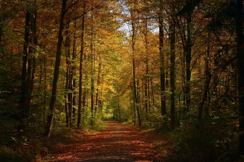 trees, forest, fall, nature, plants, outdoors, path