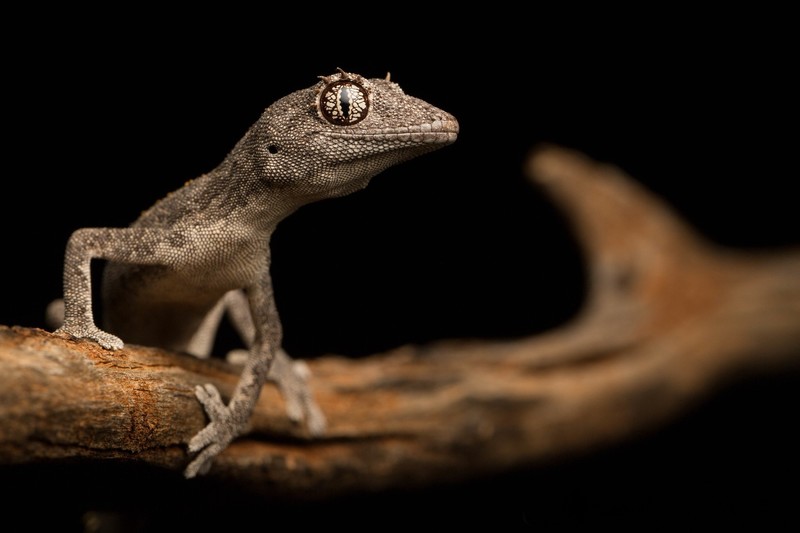 gecko, animals, lizards