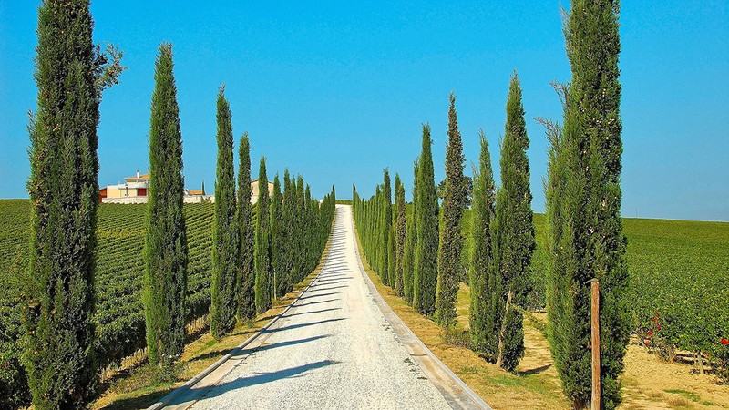 trees, crops, building, road, clear sky, green, blue