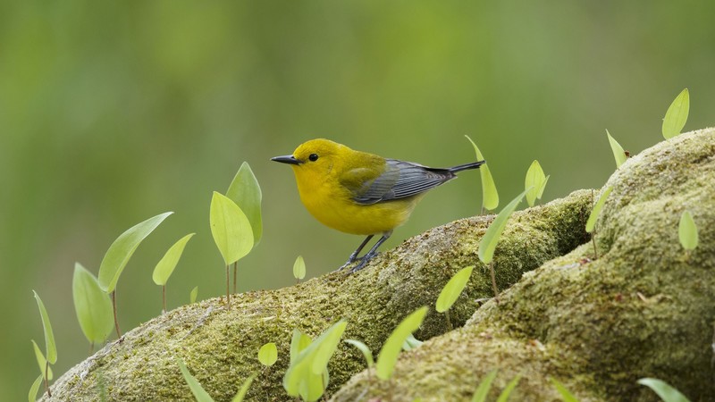 yellow bird, green, nature, animals, leaves
