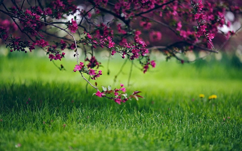 grass, flowers, colorful, pink, green, nature
