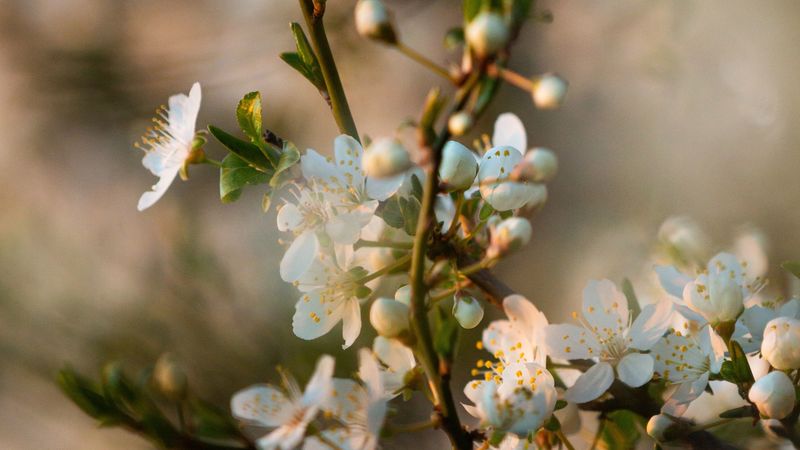 flowers, bloom, branch, petals, 4k