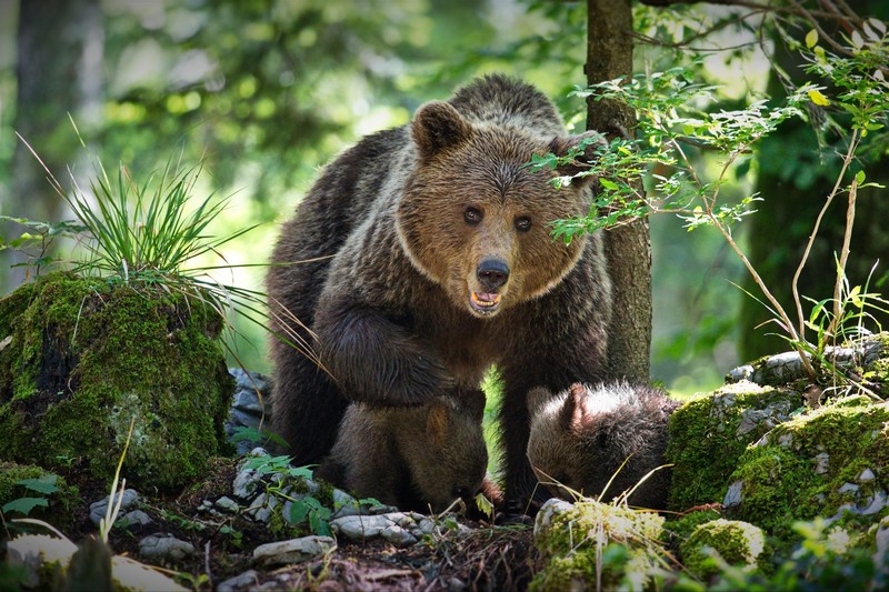 animals, bears, mammals