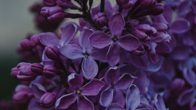 lilac, inflorescences, flowers, bush, 4k