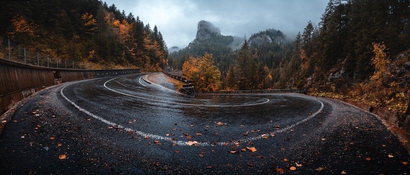 fall, trees, asphalt, road, outdoors