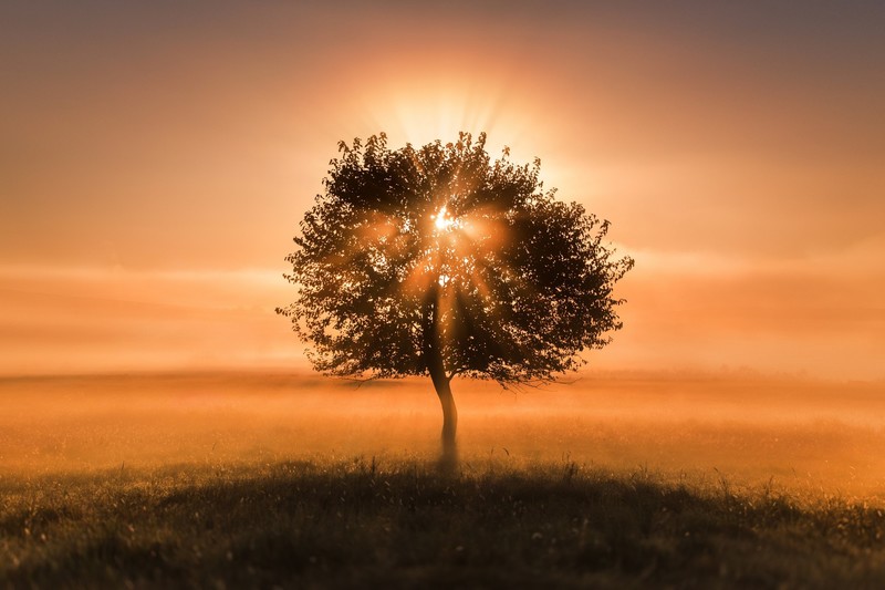 Sun, trees, sky, sunlight