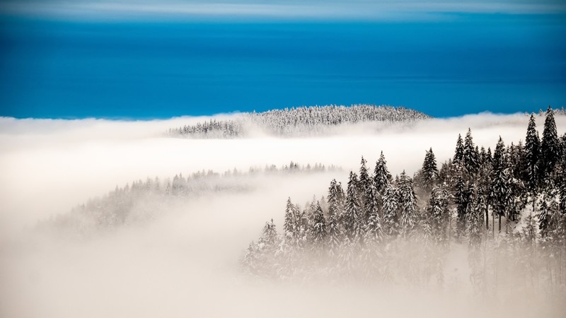 landscape, winter, snow, nature, trees, pine trees, mist, sky