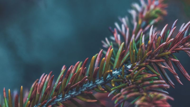 branch, needles, bush, macro, closeup, 4k