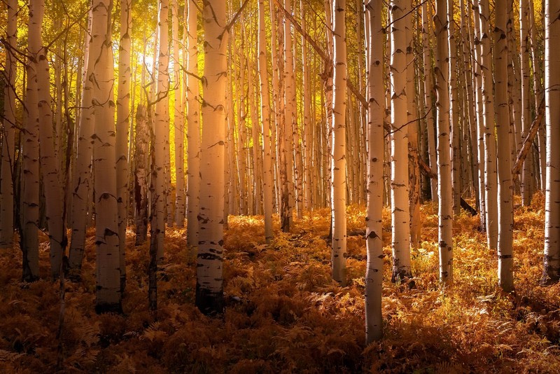 birch, plants, sunlight, outdoors, trees, yellow