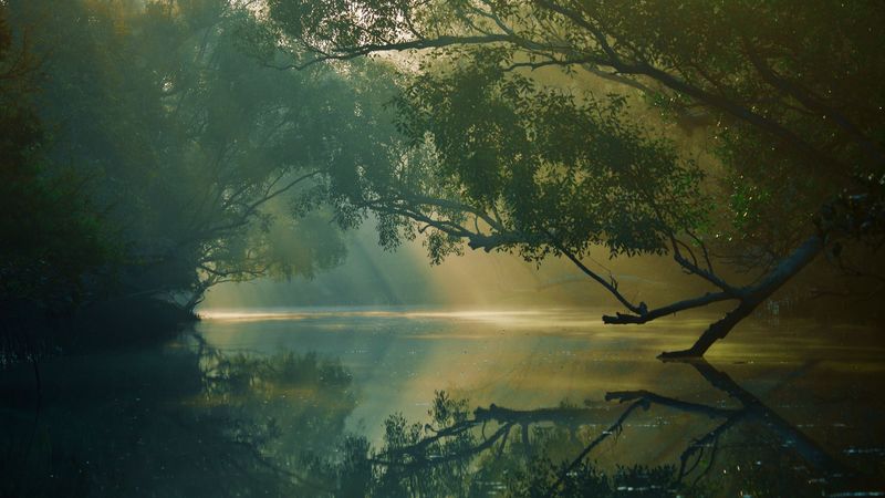 trees, river, reflection, forest, swamp, sundarbans, bangladesh, 4k