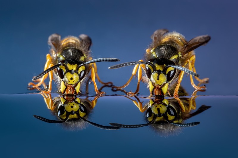 wasps, insect, animals, reflection, drinking, macro