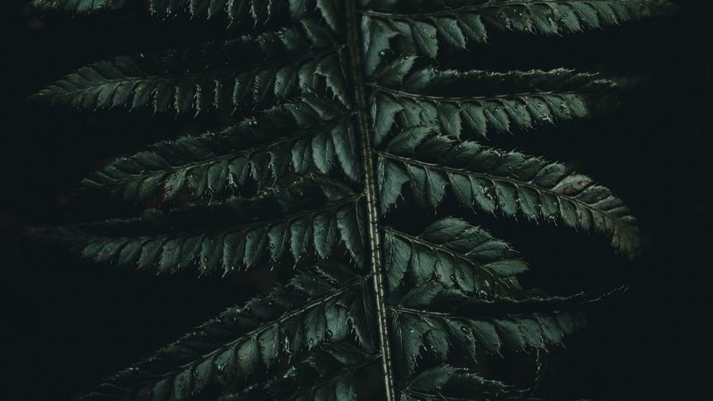 fern, leaves, carved, green, dark, 4k