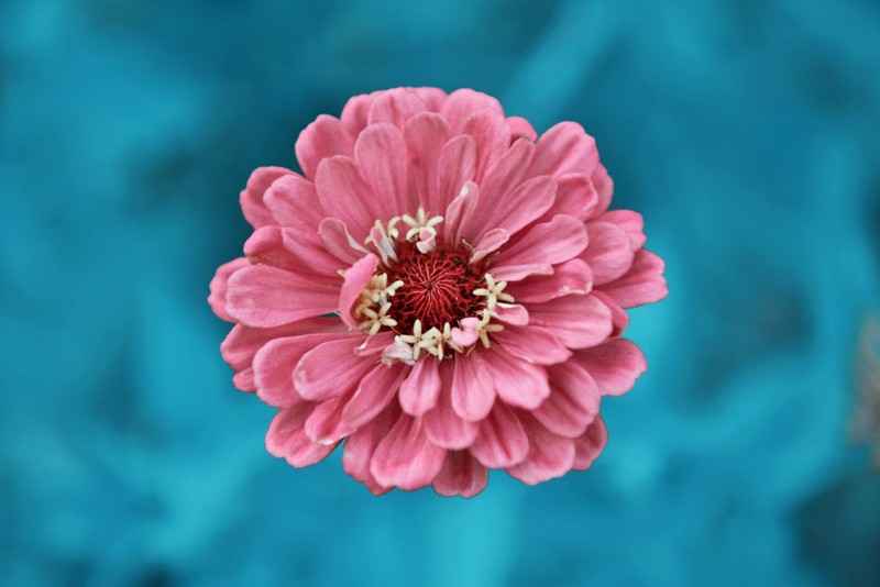 flowers, macro, pink flower, water, pink, blue