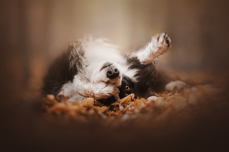 dog, outdoors, animals, mammals