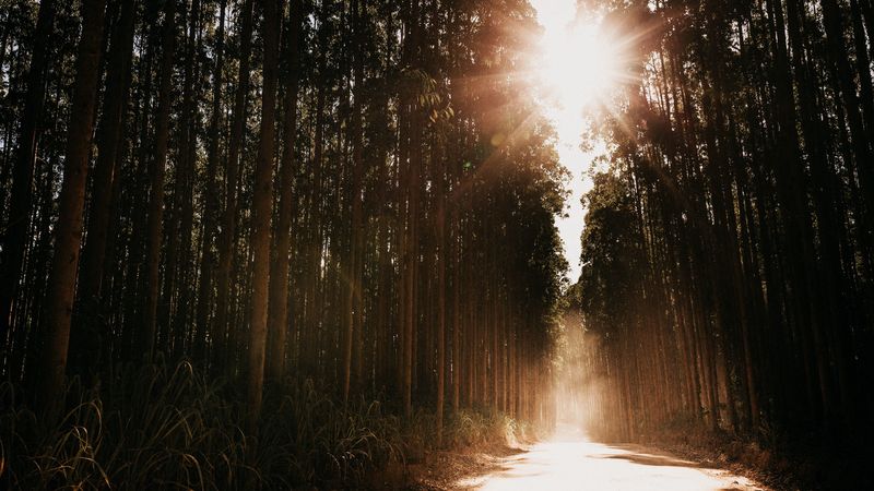 forest, road, sunlight, trees, glare, rays, 4k