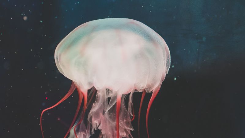 jellyfish, underwater world, tentacles, swimming, water, 4k