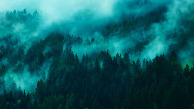 trees, fog, tops, forest, 4k