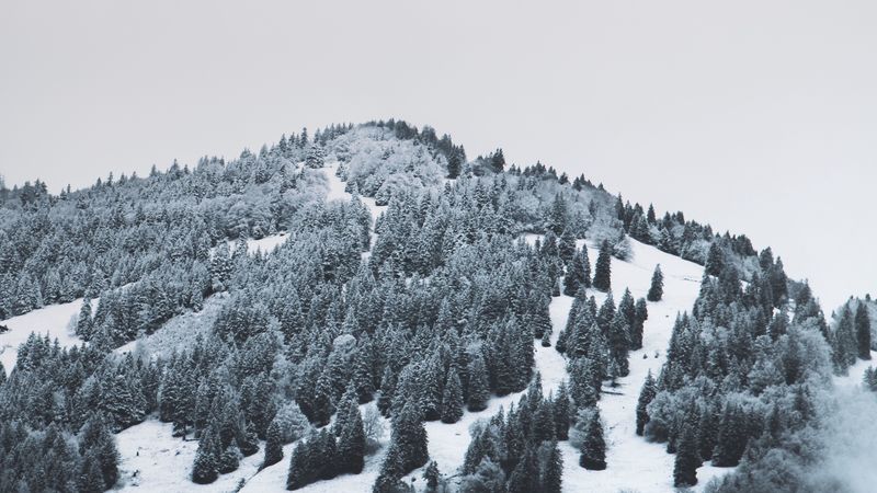 mountain, trees, snow, hill, fog, 4k