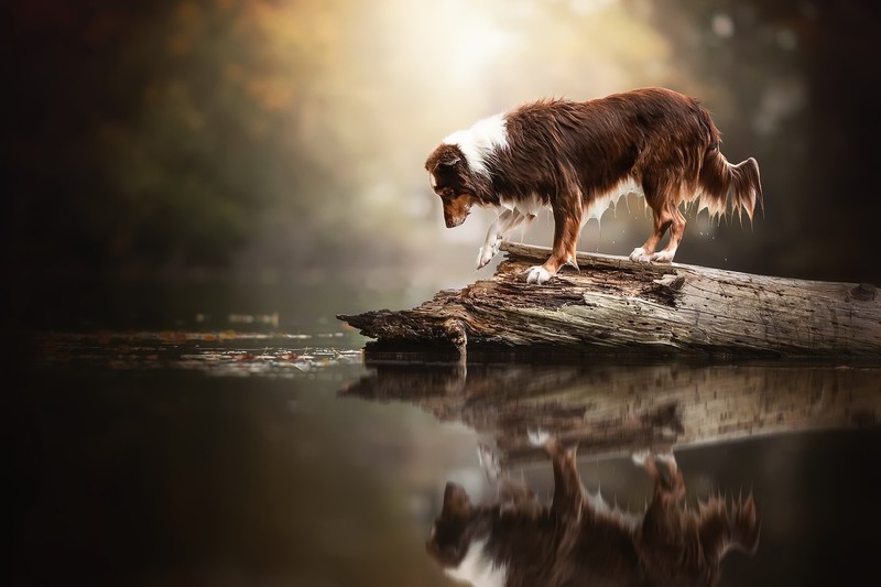 nature, water, dog, reflection, animals, mammals