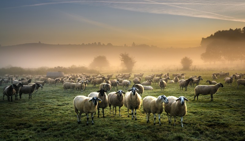 field, outdoors, sheep, animals, mammals, mist