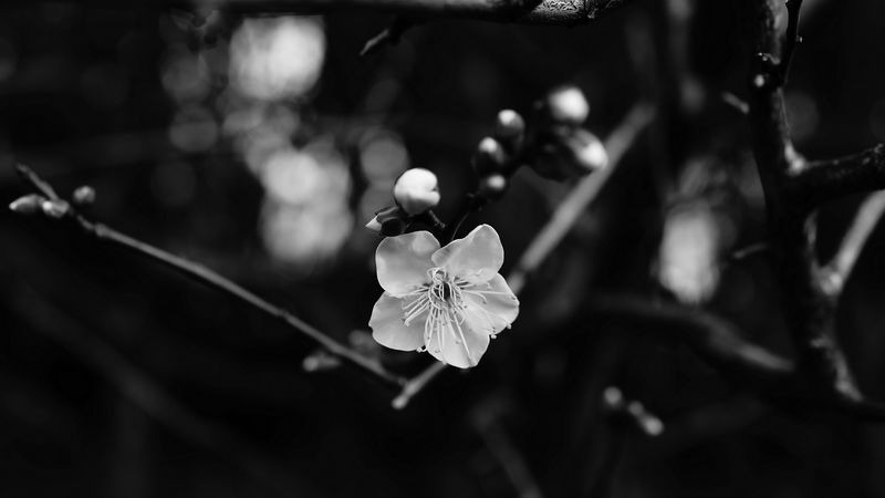 flower, branch, bw, macro, bloom, 4k