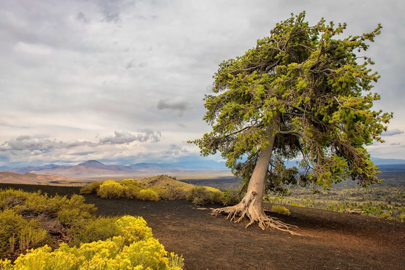 trees, nature, plants, landscape, far view, dirt, shrubs, plains
