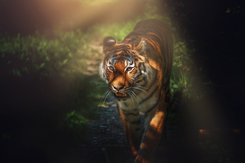 big cats, animals, mammals, tiger
