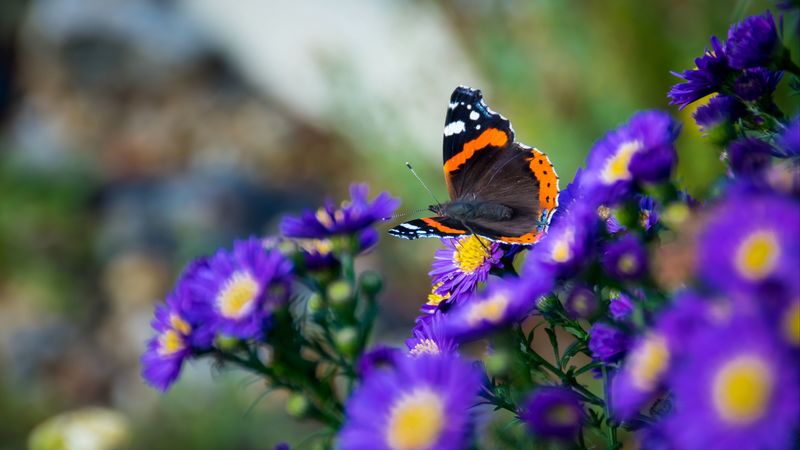 butterfly, flowers, wings, macro, insect, 4k