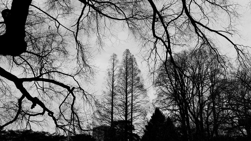 trees, branches, bw, sky, 4k