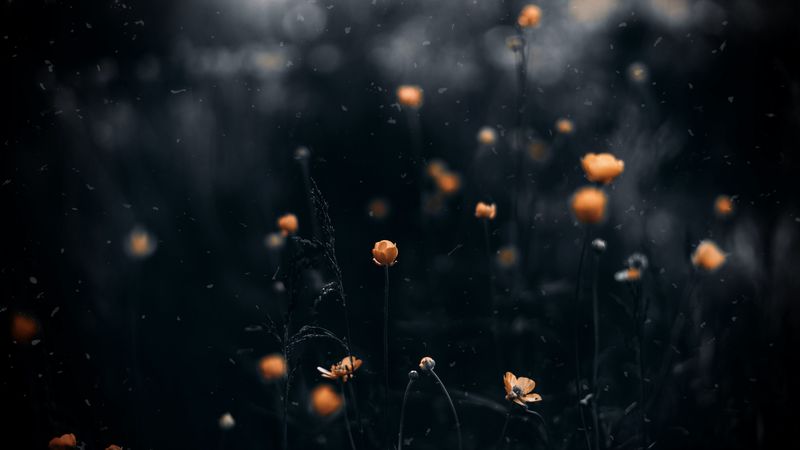 flowers, macro, blur, yellow, 4k