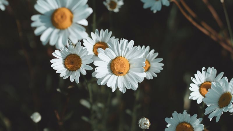 daisies, flowers, petals, wildflowers, 4k