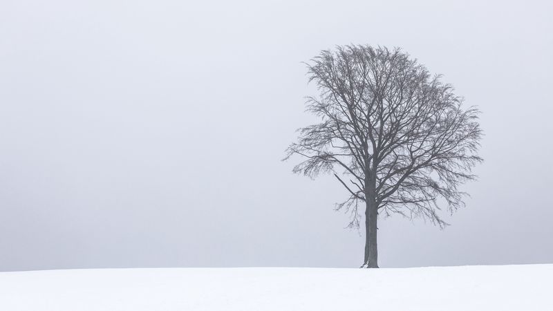 tree, snow, winter, minimalism, bw, 4k
