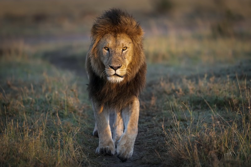lion, animals, big cats, mammals