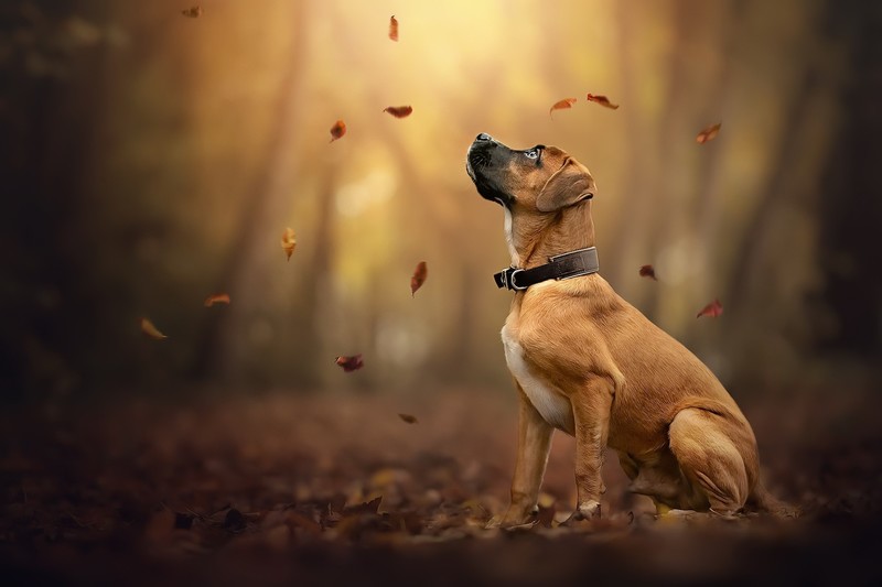 fall, leaves, outdoors, dog, animals, mammals