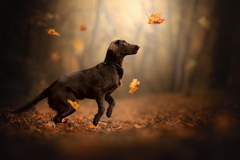 dog, outdoors, fall, leaves, animals, mammals