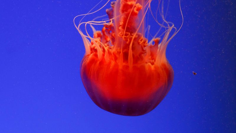 jellyfish, underwater world, orange, blue, red, 4k