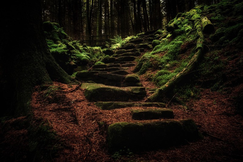 dark, nature, forest, trees, plants, outdoors, moss